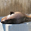 Leones marinos en el Zoo de Madrid Leones marinos en el Zoo de Madrid