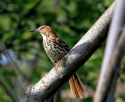 Brown Thrasher Brown Thrasher