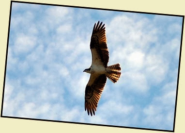 01f - Early Morning Walk - Osprey Overhead