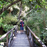 South Island - Milford Sound - Rainforest
