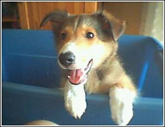 Image Dimension: 338x259 :: The reason a dog has so many friends is that he wags his tail instead of his tongue. The reason a dog has so many friends is that he wags his tail instead of his tongue.