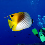 SecondManihiDive SecondManihiDive