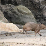 Our first capybara sighting