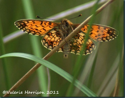 13-small-pearl-bordered-fritillary-underside