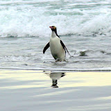 Yellow Eyed Penguin Coming In From the Ocean - Otago Peninsula, New Zealand