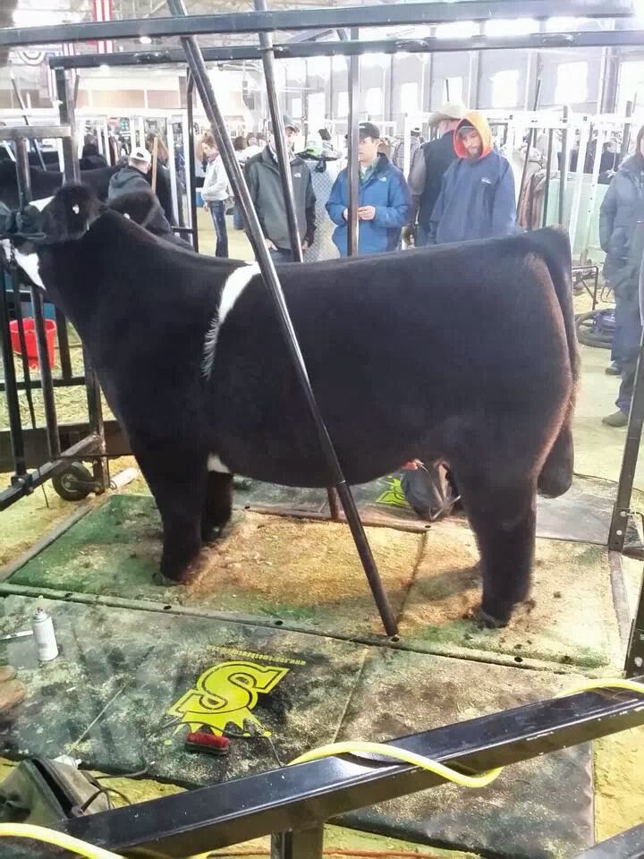 RCC Blog Res. Grand Champion Steer Fort Worth Stock Show Believe in Me