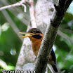 Rufous-Collared Kingfisher-01.jpg