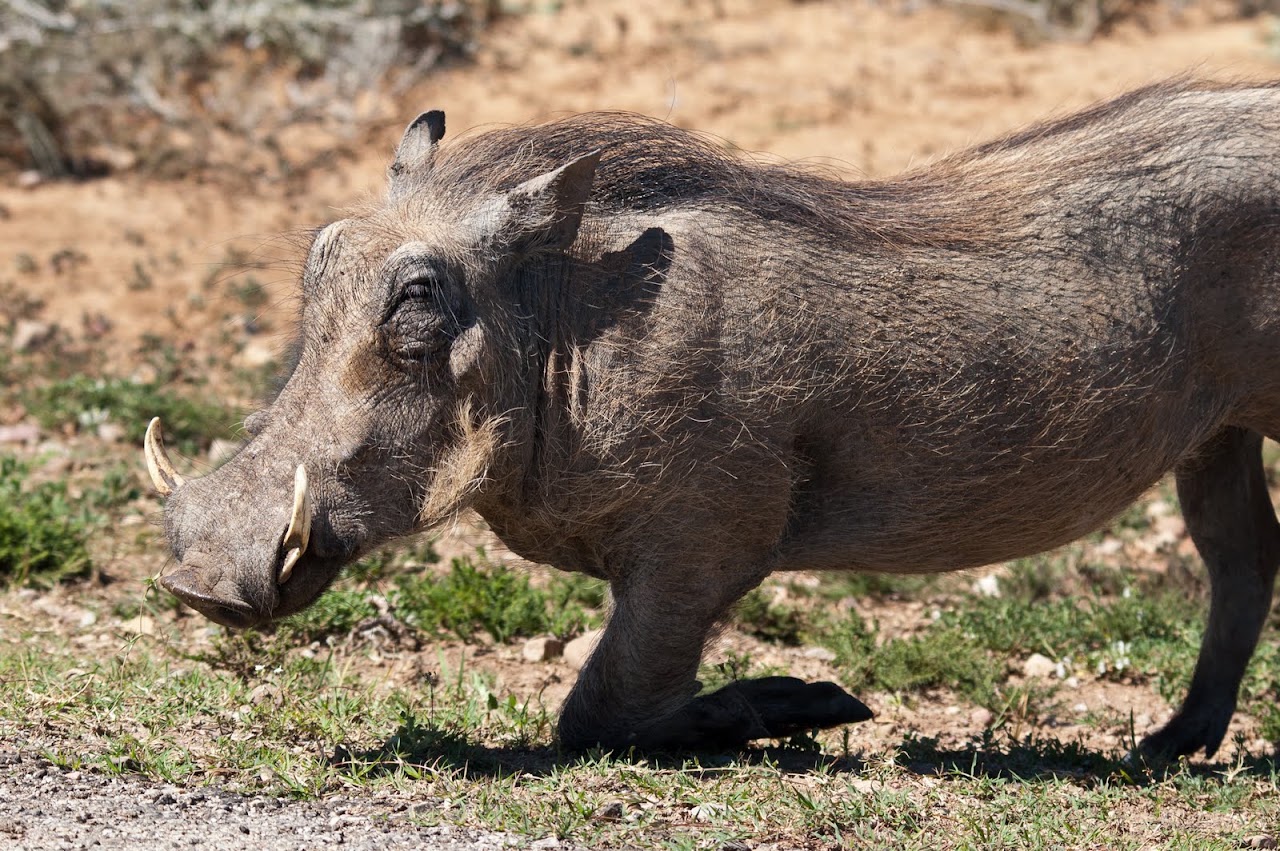Warthog kneeling