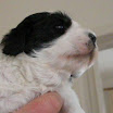 puppen anna 041.jpg