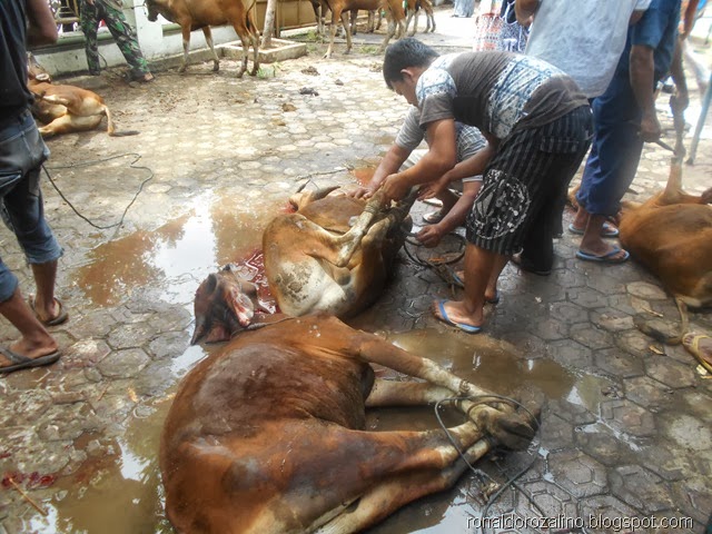 [Suasana%2520Pemotongan%2520Hewan%2520Kurban%2520di%2520Masjid%2520Raya%2520Kota%2520Teluk%2520Kuantan%2520%25286%2529%255B4%255D.jpg]