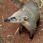 Coatí (Ring-tailed coati)