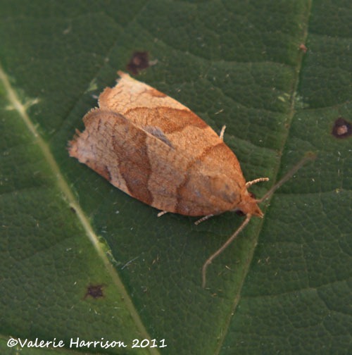 [barred-fruit-tree-tortrix2.jpg]