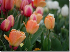 tulips20