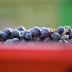 IMG_6488.JPG