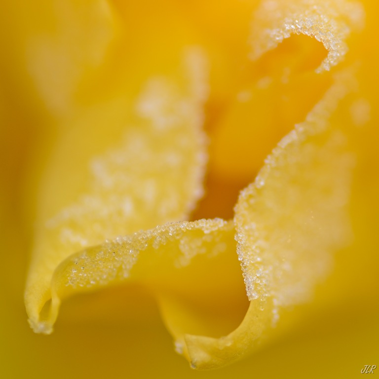 [Ice%2520Rose-0975%255B3%255D.jpg]