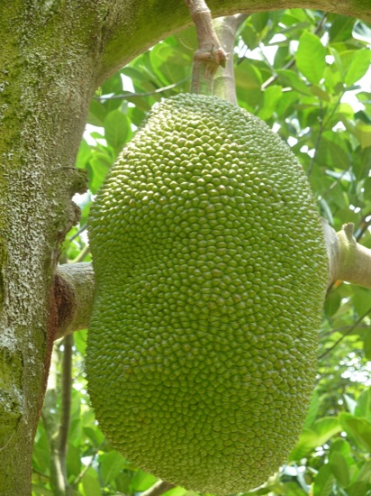 P1050136.jpg Jackfruit - Artocarpus heterophyllus
