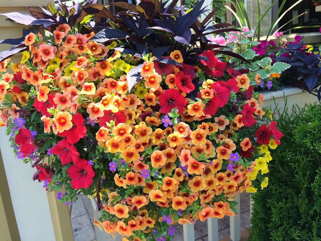 [IMG_0437%255B4%255D.jpg]