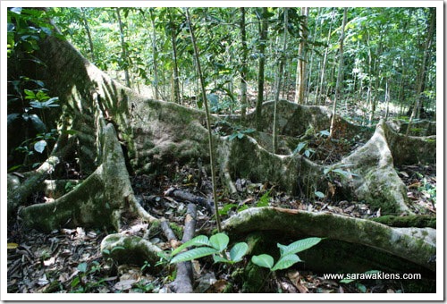 buttress_roots_tropical_tre buttress_roots_tropical_tre