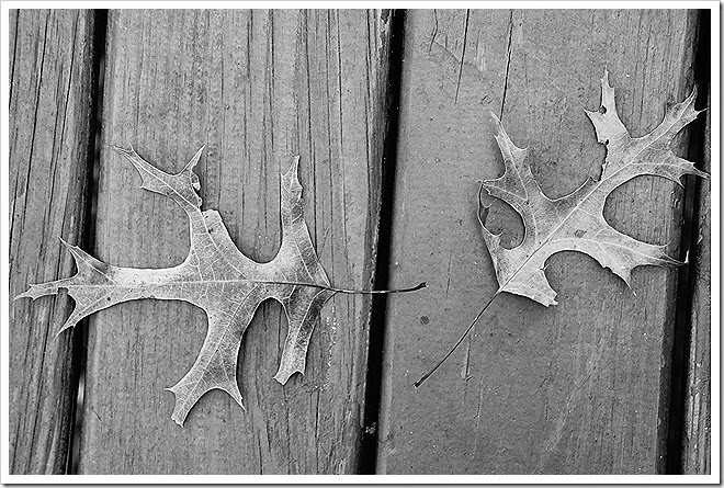 leaves-public-domain-pictures-1 (16) leaves-public-domain-pictures-1 (16)
