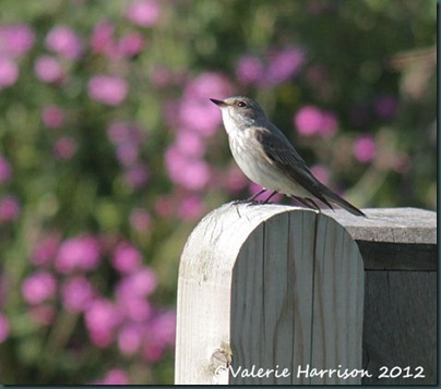 spotted-flycatcher-1