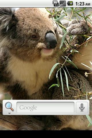 Koala Bear Live Wallpaper