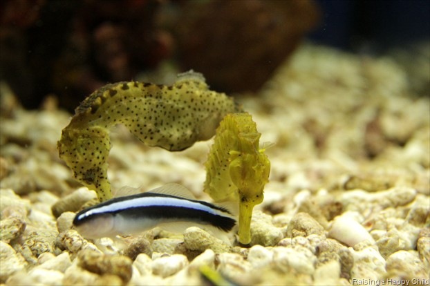 [June16_Seahorses%255B2%255D.jpg]