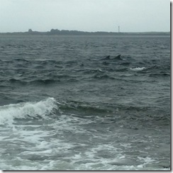 chanonry point dolphins
