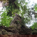àrvore gigante -Trilha do Boquete Tree Trek Hotel - Boquete - Panamá