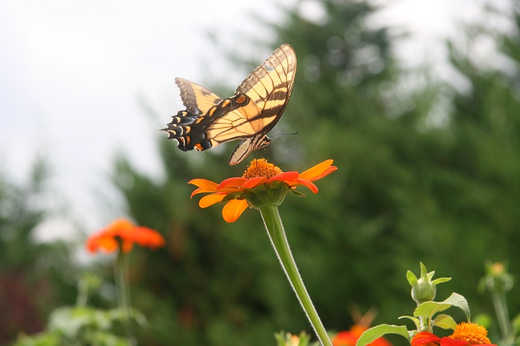 [Msunflower-Swallowtail6.jpg]