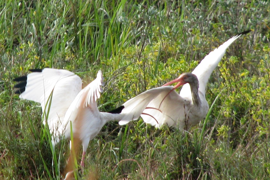 [6453%2520Texas%252C%2520South%2520Padre%2520Island%2520-%2520Birding%2520and%2520Nature%2520Center%2520-White%2520Ibises%255B2%255D.jpg]