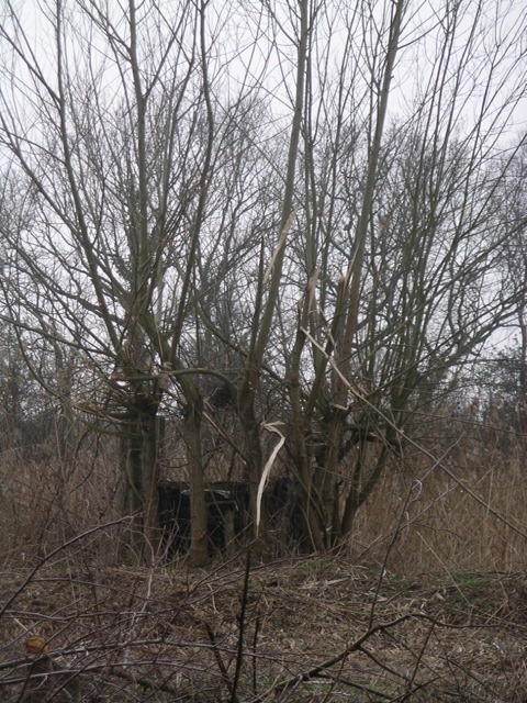 IMGP2234