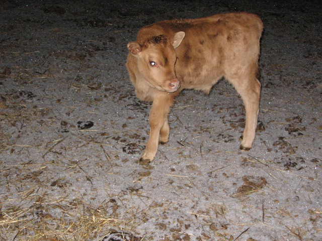[calf%2520010%255B3%255D.jpg]
