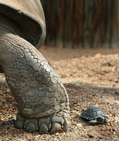 [Galapagos%2520Tortoise%2520and%2520Baby%255B4%255D.jpg]