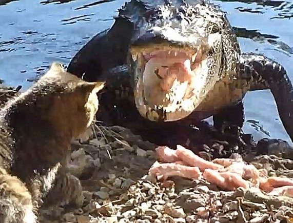 cat_vs_alligator