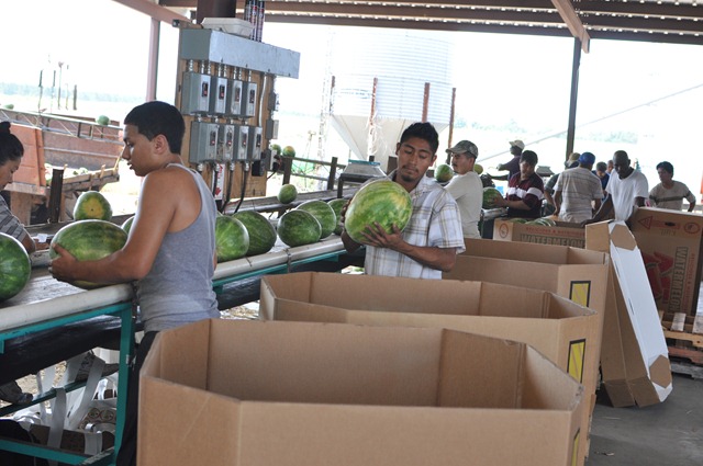 [watermelons%252011%25200705%2520%252866%2529%255B4%255D.jpg]