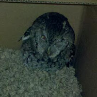 Owl Rescue and Release Owl Rescue and Release