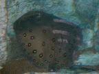 A ray at the Shark Reef Aquarium at Mandalay Bay.