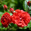Rose (2).jpg