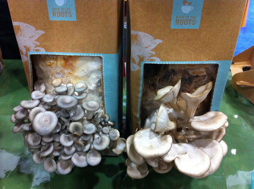 Crazy concept: these mushroom kits are designed for you to grow your own fungi at home. We loved the eco-angle of this company, but will probably just stick to the pre-grown ones for now.