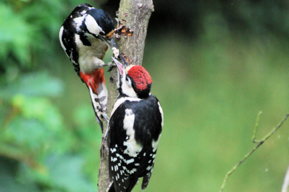 [Female-Great-Spotted-Woodpecker-feed.png]
