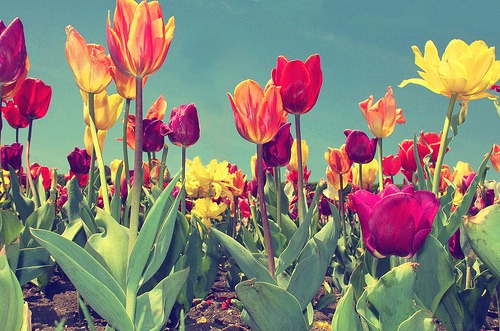 [colorful-flowers-pretty-tulips-Favim.com-122159_large%255B3%255D.jpg]
