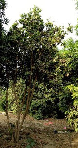 شجرة الجامبو