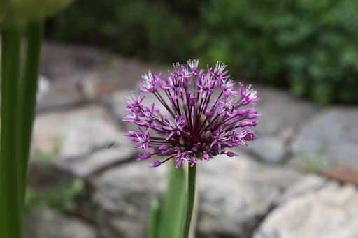 And because onions are related to garlic, they have similar medicinal properties, as well!  People have turned to garlic to boost their immune systems for centuries.