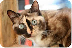 Emily, from Los Angeles, This sweet kitty's upbringing was kind of difficult, but now she's doing great and is just waiting to be adopted. She is truly lovely, and she adores other kitties. See link to her info at end of blog. Emily, from Los Angeles, This sweet kitty's upbringing was kind of difficult, but now she's doing great and is just waiting to be adopted. She is truly lovely, and she adores other kitties. See link to her info at end of blog.