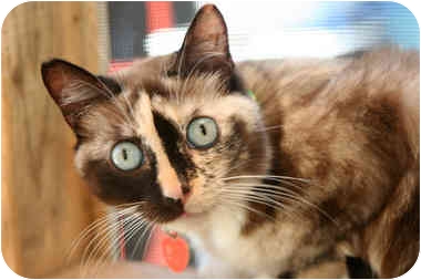 Emily, from Los Angeles, This sweet kitty's upbringing was kind of difficult, but now she's doing great and is just waiting to be adopted. She is truly lovely, and she adores other kitties. See link to her info at end of blog. Emily, from Los Angeles, This sweet kitty's upbringing was kind of difficult, but now she's doing great and is just waiting to be adopted. She is truly lovely, and she adores other kitties. See link to her info at end of blog.