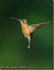 Purplr-throated Moutaingem_D8C5288 July 21, 2012 NIKON D800