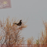 Corvo da Maligna, hehehe - Lago perto do KOA! - Carlsbad, NM