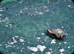 snail