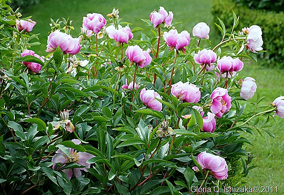 Sabugal - Glória Ishizaka - flores do jardim do tribunal