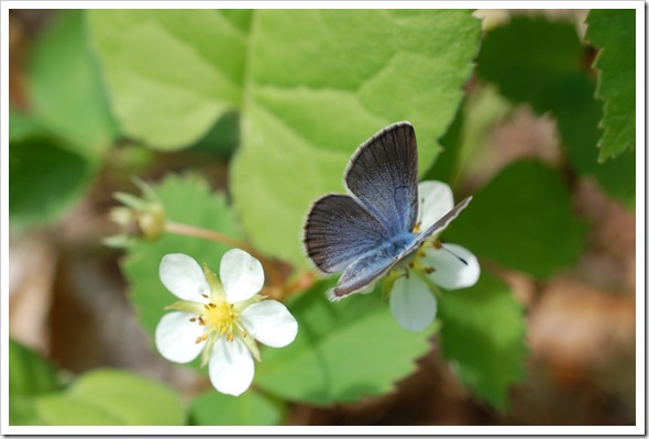 BUTTERFLY BLUE (12)